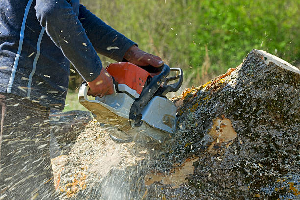 Best Emergency Tree Removal  in USA